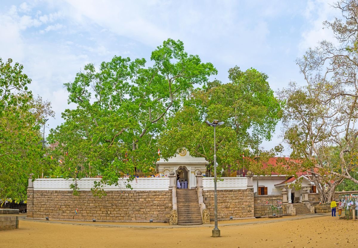 Sacred Jaya Sri Maha Bodhi Tree